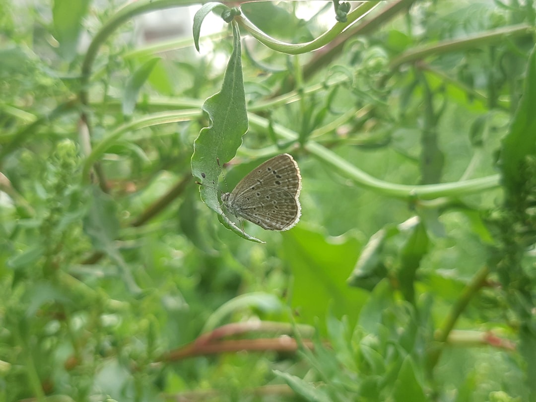 Photo Insect wings